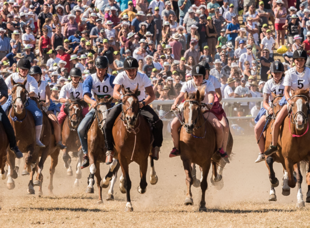 Concours de l'été - Marché Concours National de Chevaux