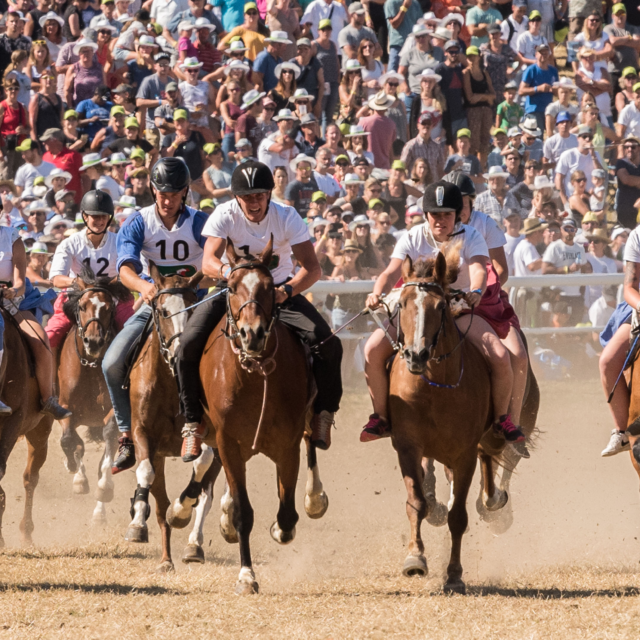 Concours de l'été - Marché Concours National de Chevaux