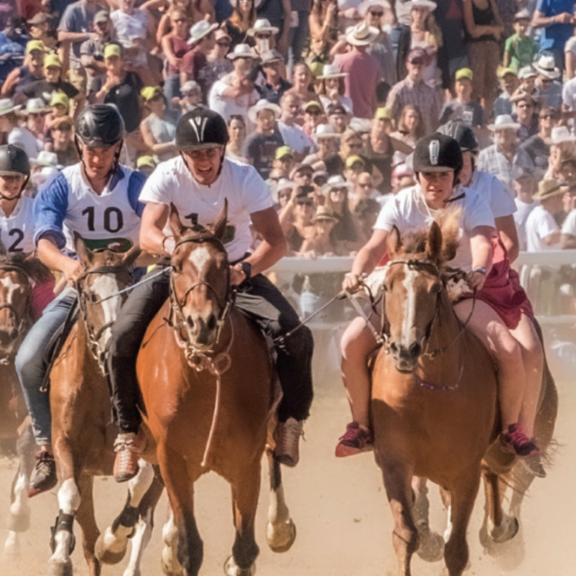 Concours de l'été - Marché Concours National de Chevaux