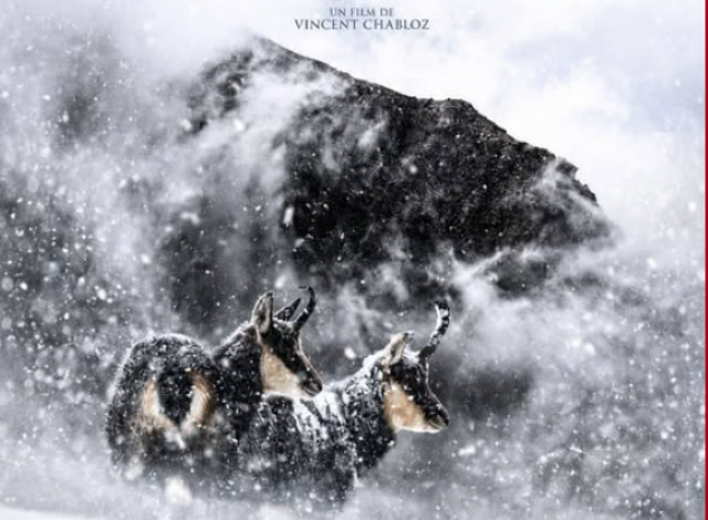 Derborence &ndash; Le temps des animaux